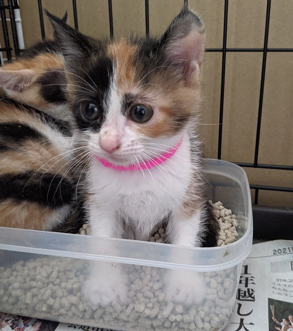 おいでやす小田さんにそっくりと言われたドルちゃん