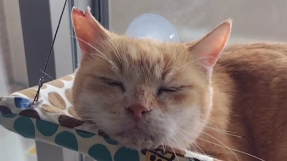 ネクストゴール達成お礼と最後の活動報告です。