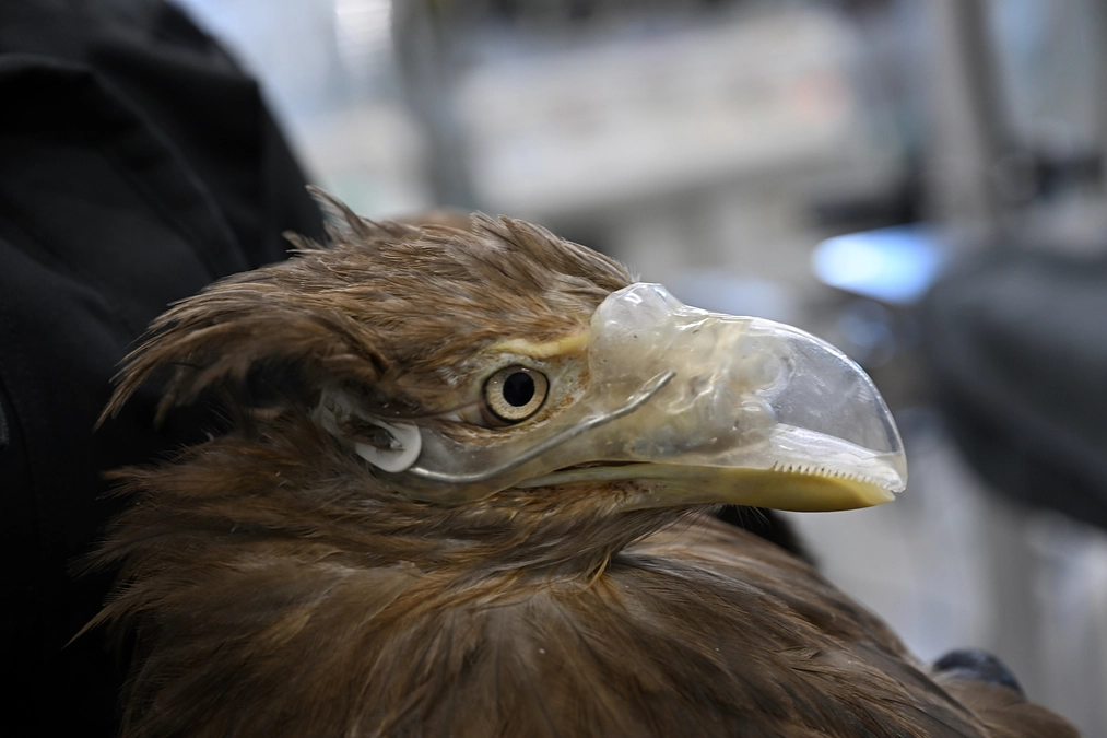 ベックの義嘴をさらに改良