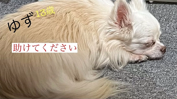 愛犬ゆずの手術費のご支援お願いします。時間がありません。