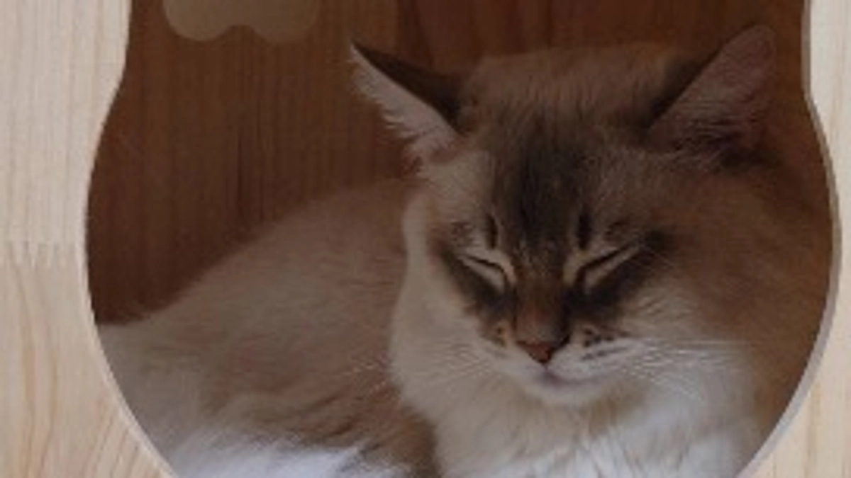 代理支援はじめました😸