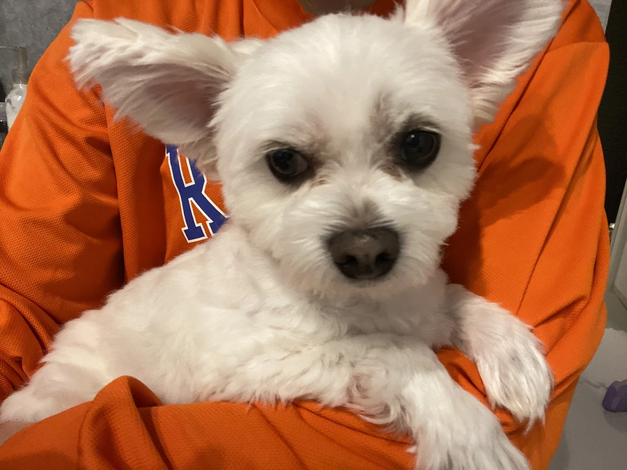 最近のそるとくん