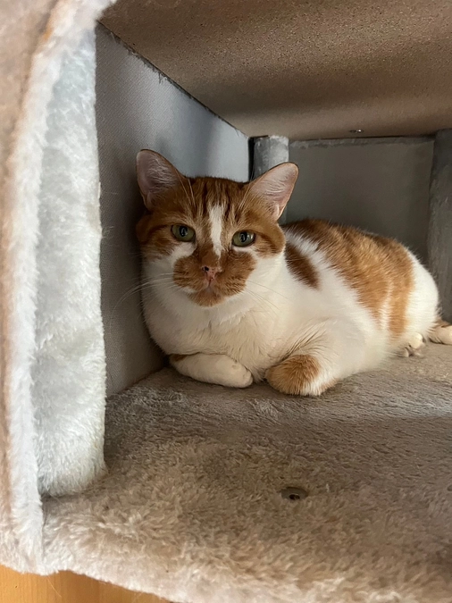 【70%超えました！500万円までもう少し】里親希望のご家族がご来館！クラファンのおかげ