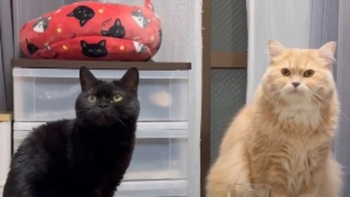 残り14日！（6/19(日)まで）となりました。