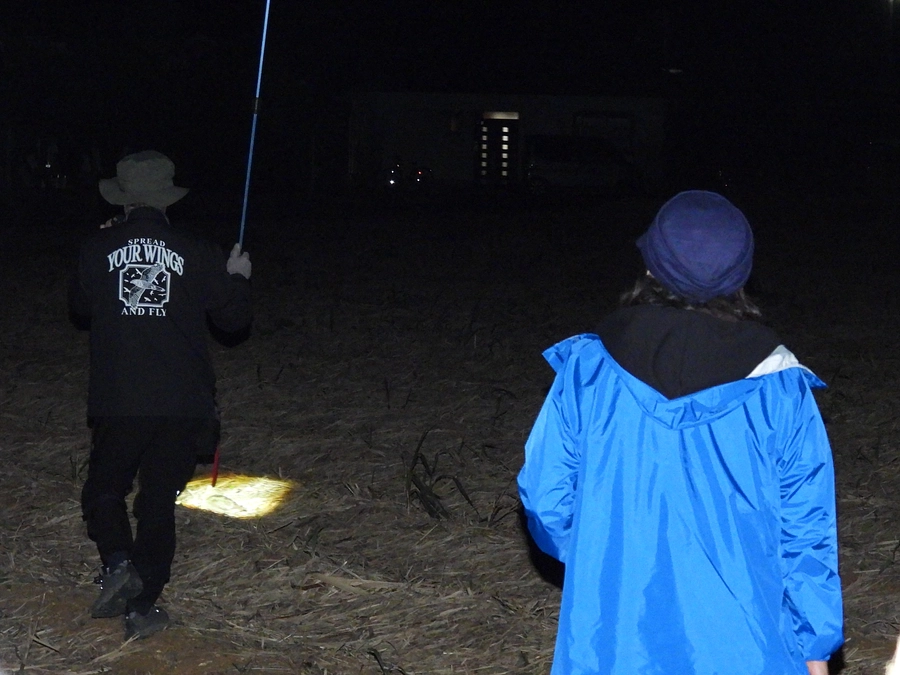 沖永良部島で調査を行いました