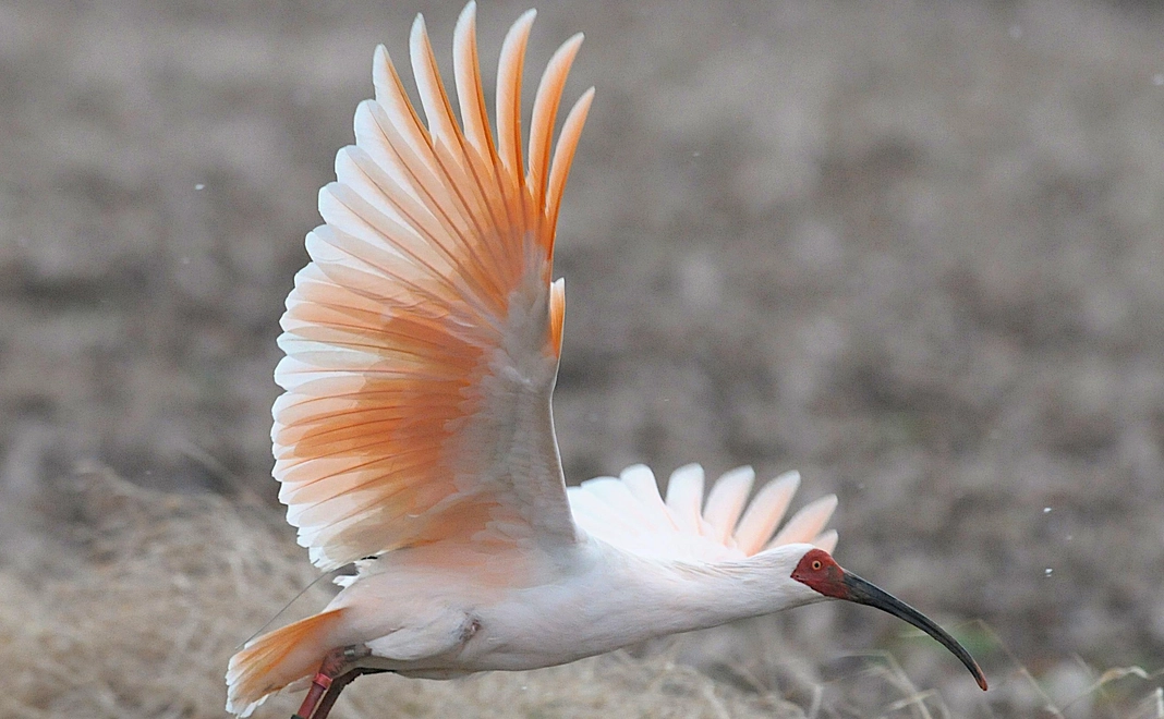 2025/8/23 佐渡相川春日神社薪能の成功に向けてのご支援を感謝致します。