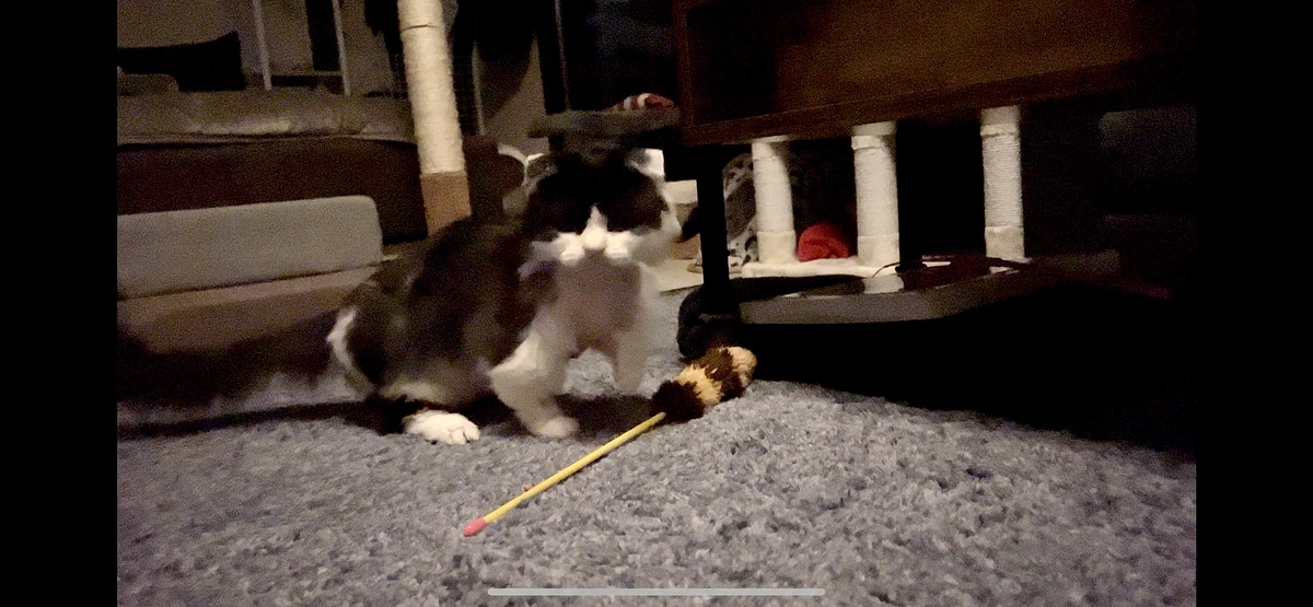 10/19のテオくんの様子