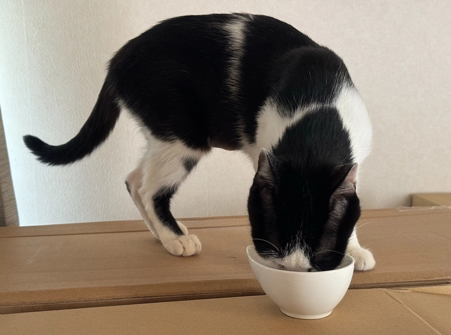 猫語、話したいです