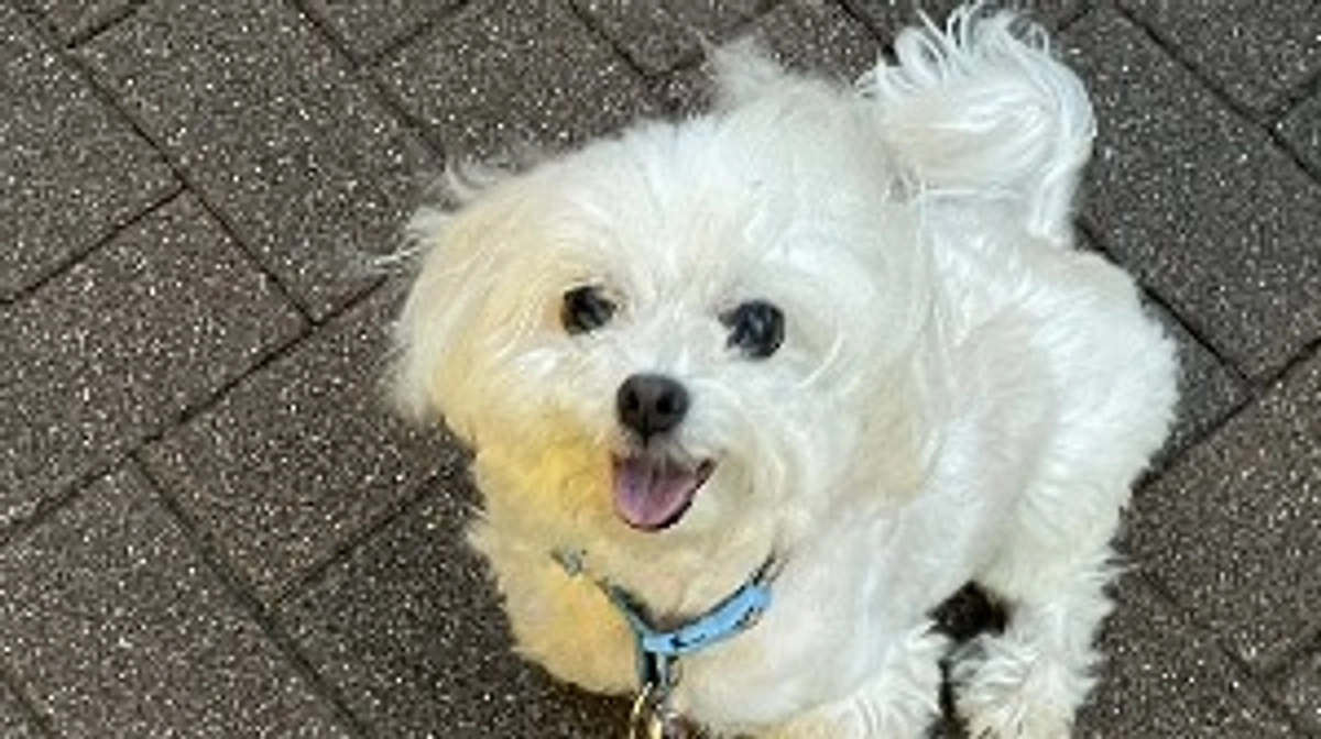 不整脈のお薬一旦なくなりました！