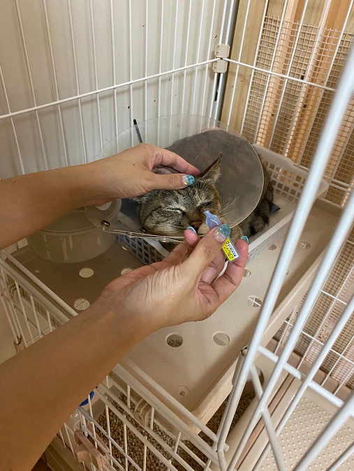 アナベルちゃんがケージアウトしました！