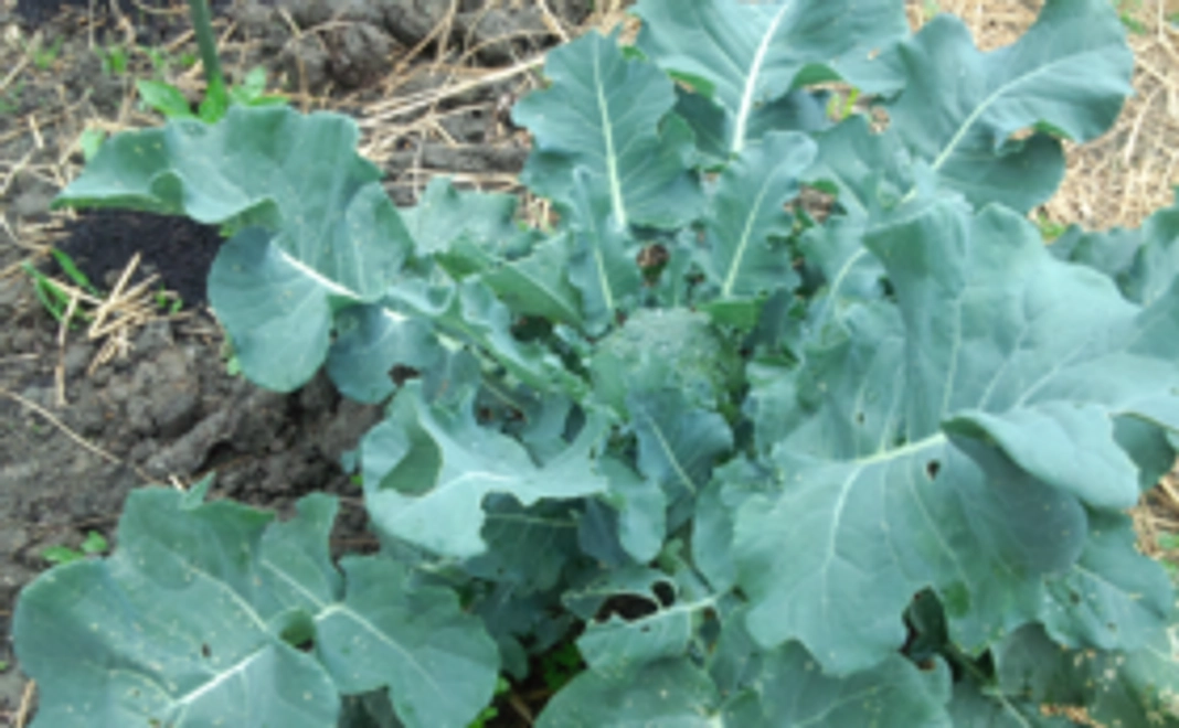 ＜遠方の方向け＞野菜セットご送付