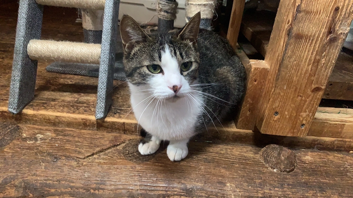 とても人懐こいこの子達からやさしい愛を受け取ってくださいませんか?