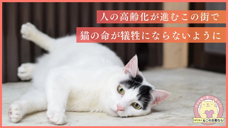 人の深刻な高齢化から犠牲になる猫を救うために。命を守る医療支援を！