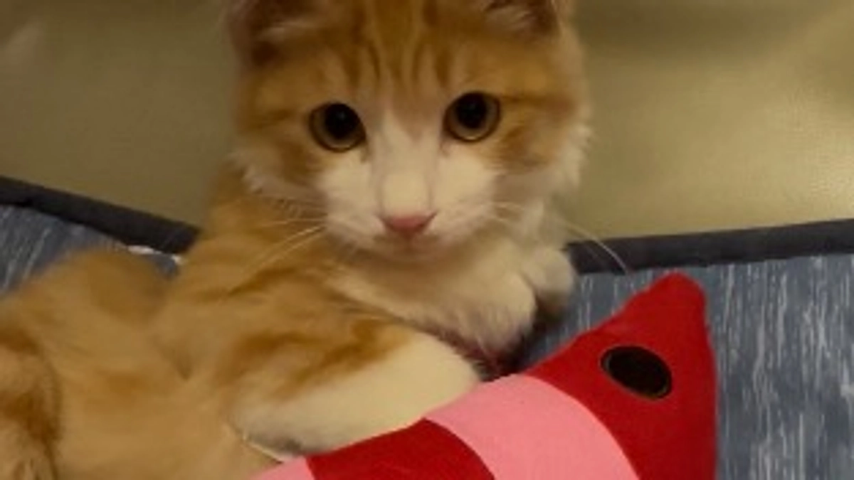 3日で達成ありがとうございます！！