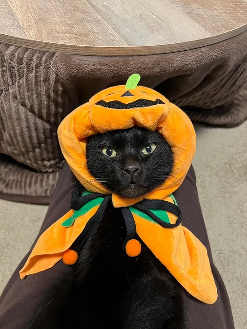 大きなけがをした「こてちゅ」を保護しました【３日目】