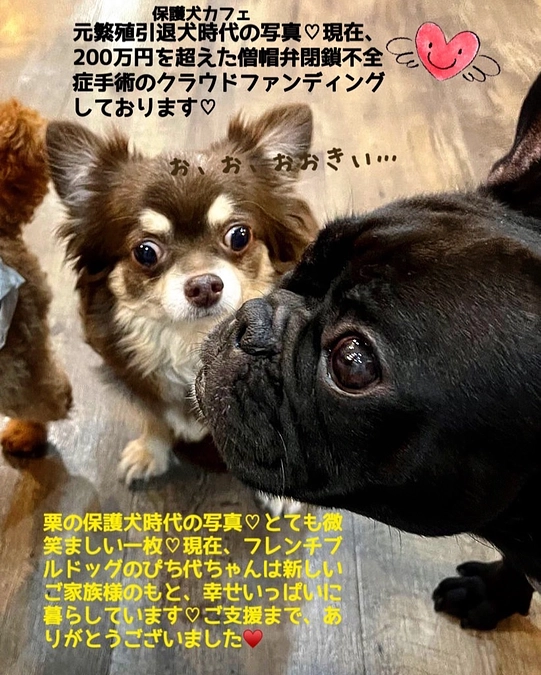 2024/1/15  クラウドファンディング残り13日　保護カフェ時代のお写真です‼︎