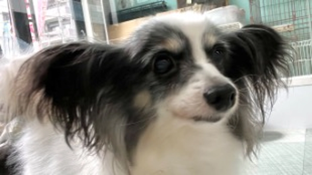 今日のチョコちゃん！！(8月20日)