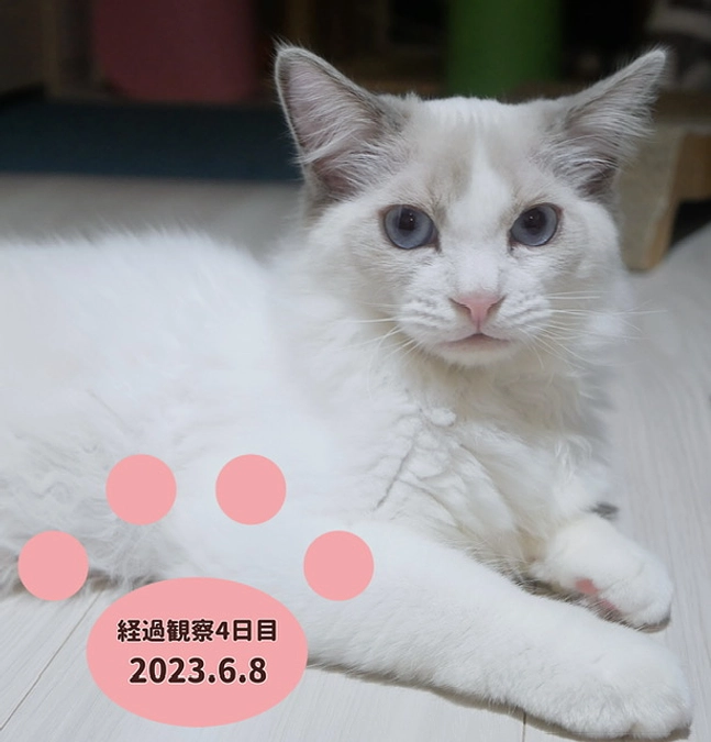 経過観察4日目(2023.6.8)