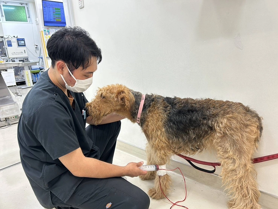 保護犬が犬を救う！？【供血犬】という存在を知っていますか？