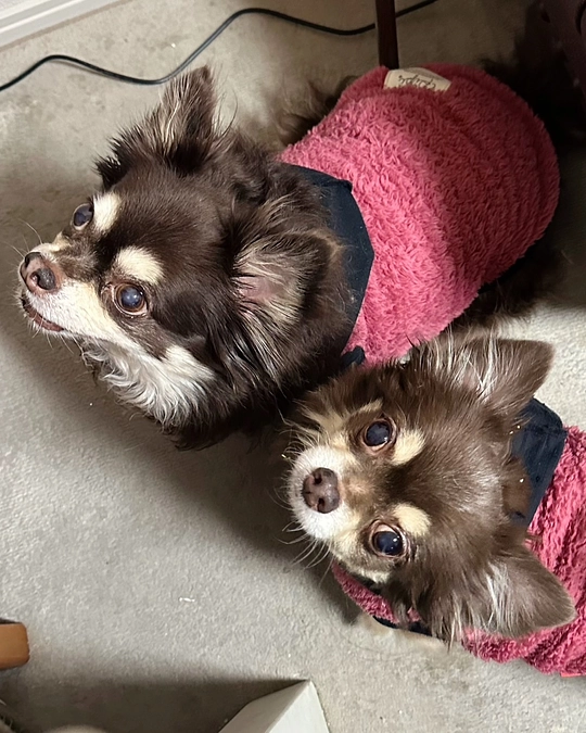 2024/1/17   クラウドファンディング 残り11日　少しずつ…お散歩の練習中の栗です‼︎