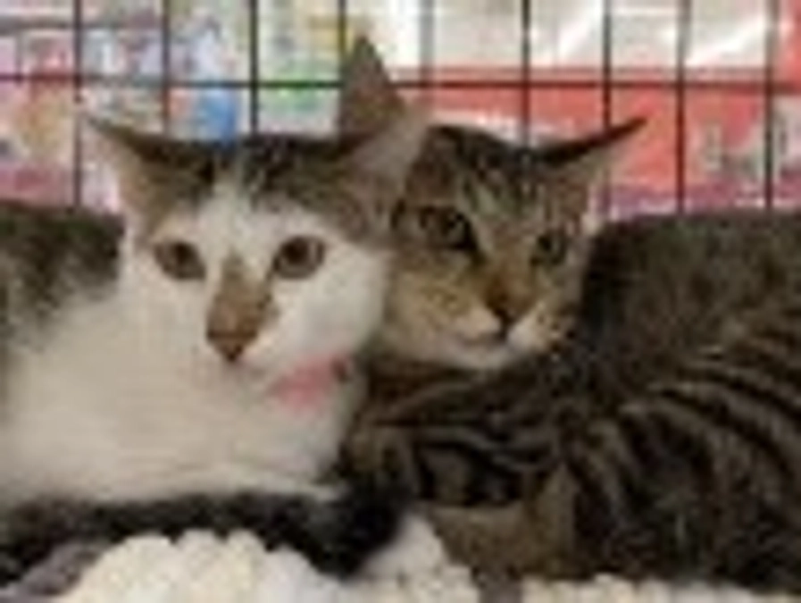 譲渡会　がんばってます！　次回9月15日