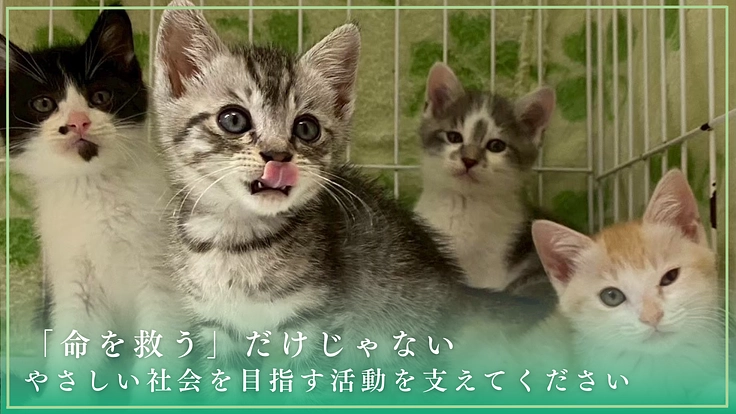 動物が安心できる世界へ。行き場を失った130頭の保護犬猫に医療費を 7枚目