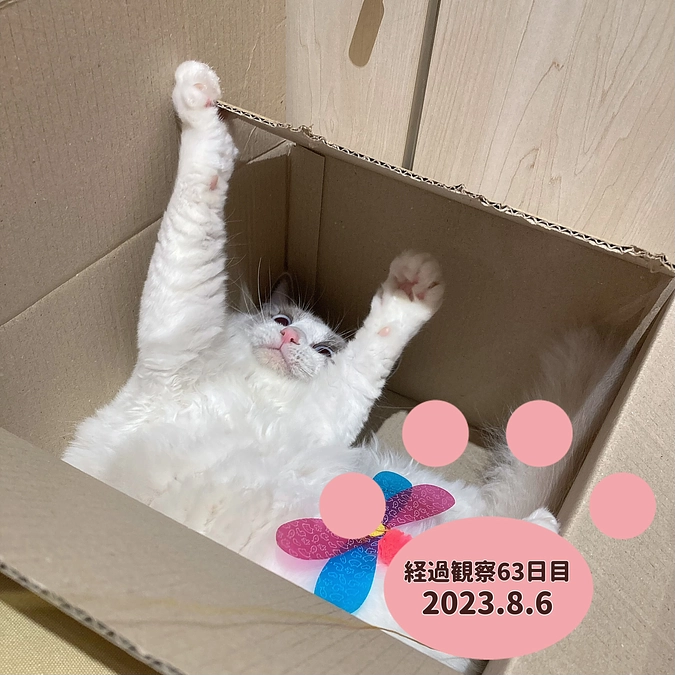 経過観察63日目(2023.8.6)