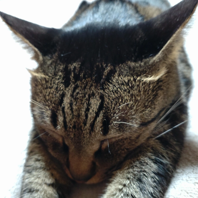 こいとら君💕も………