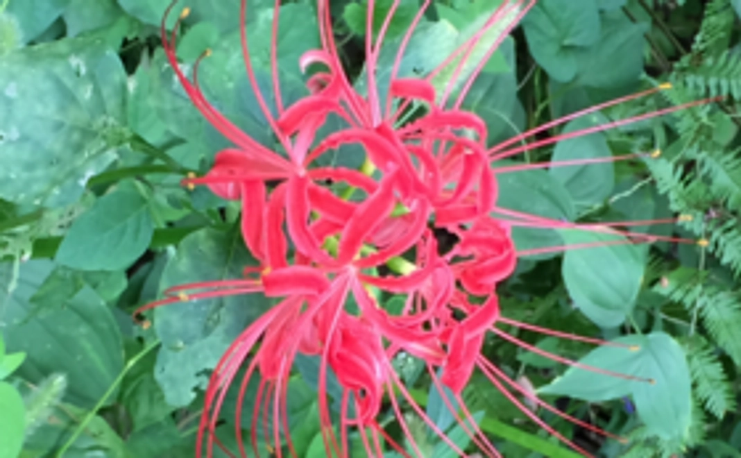 ＜寄付金控除型＞ 応援コース