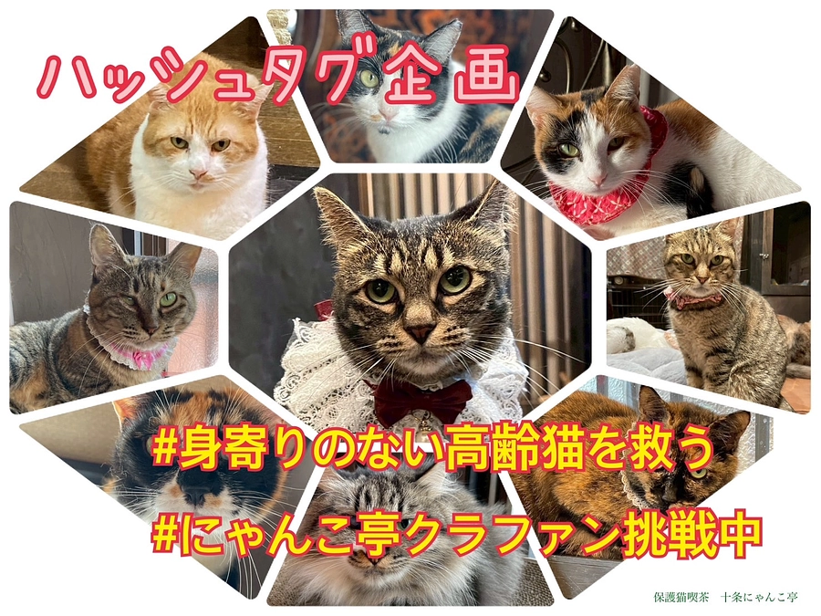【ラスト7日！ハッシュタグ企画に挑戦！】#身寄りのない高齢猫を救う #にゃんこ亭クラファン挑戦中