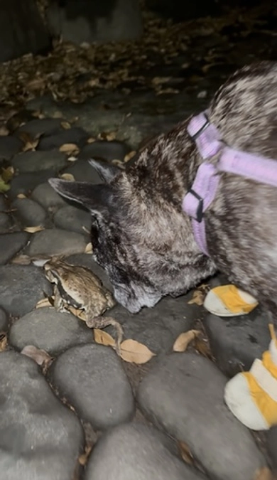 【残り23時間】ベラのために、最後のお願いです