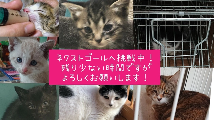 愛情を知らない野良猫たちに愛の手を。