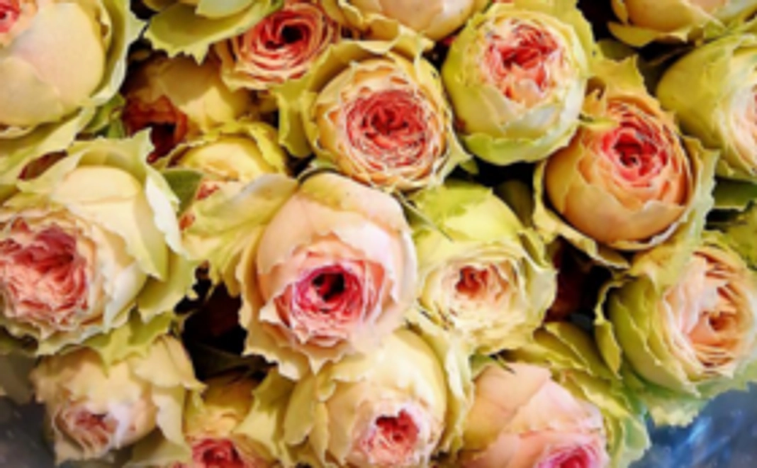 割引注文の権利（権利証明書）