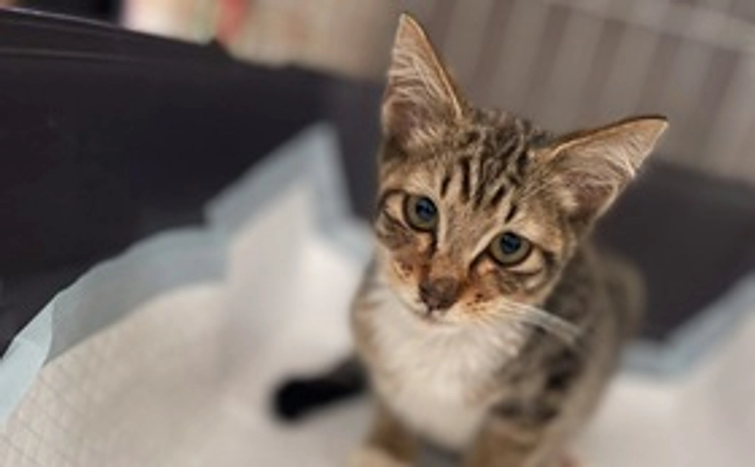 感謝のメール２