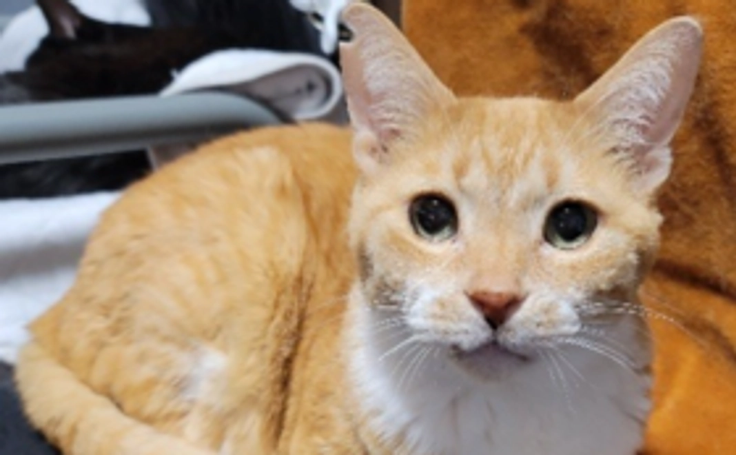 ご支援1,000円コース