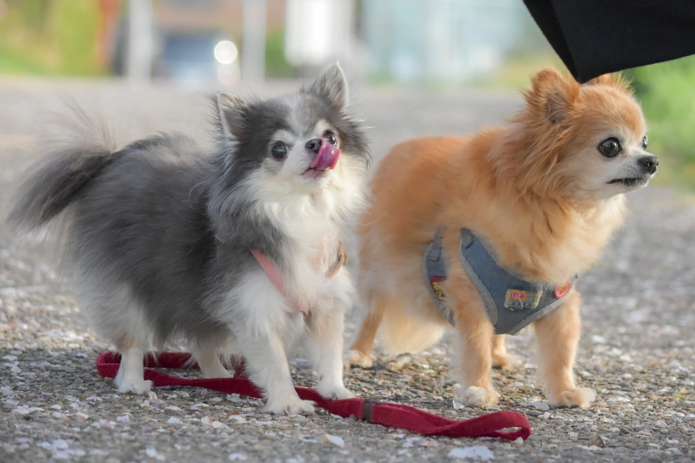 術後10ヶ月を穏やかに過ごせております