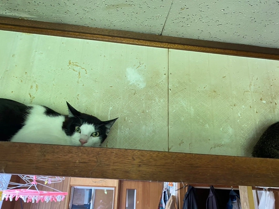 334km離れた地からやって来た4兄妹 《網走市 》《飼育放棄案件》