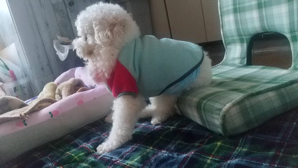 行政からの保護依頼、急増中！