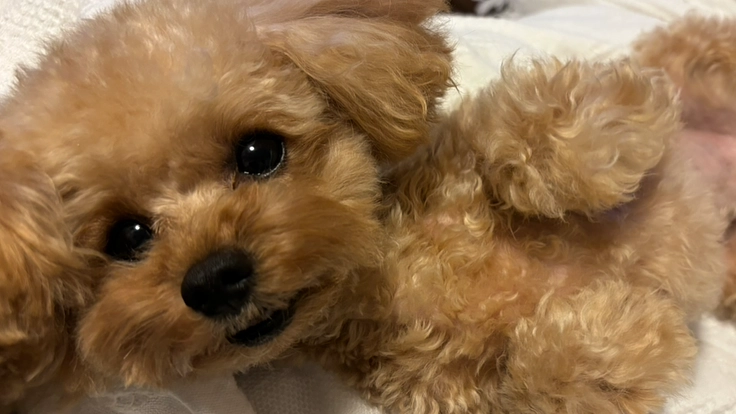 【先天性門脈体循環シャント】手術・治療のご支援をお願いします。