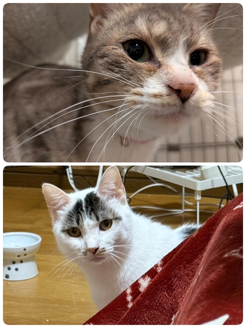 ［かぐらちゃん］トライアルへ。［りりちゃん］正式譲渡決定