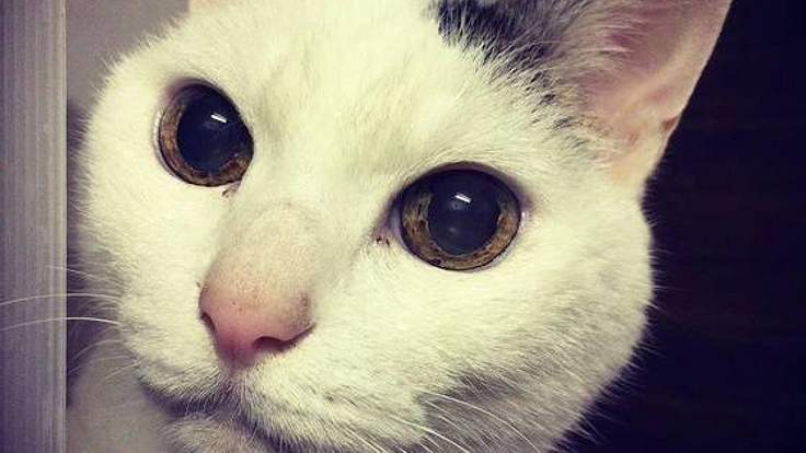 病気・高齢の犬猫が今を生き、新しい家族と出会う場所を守りたい