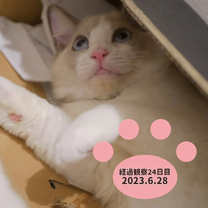 経過観察24日目(2023.6.28)