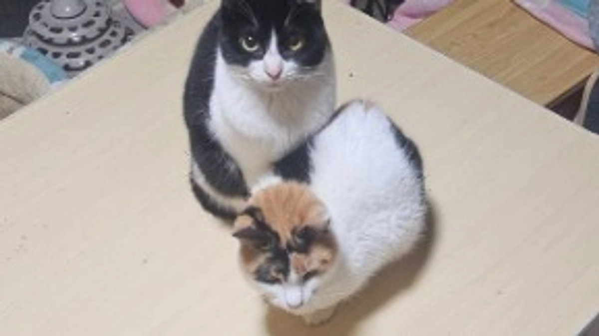 おしとやかな、お姉さま