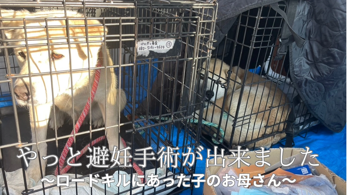 “やっと避妊手術が出来ました”ロードキルにあった子犬のお母さん