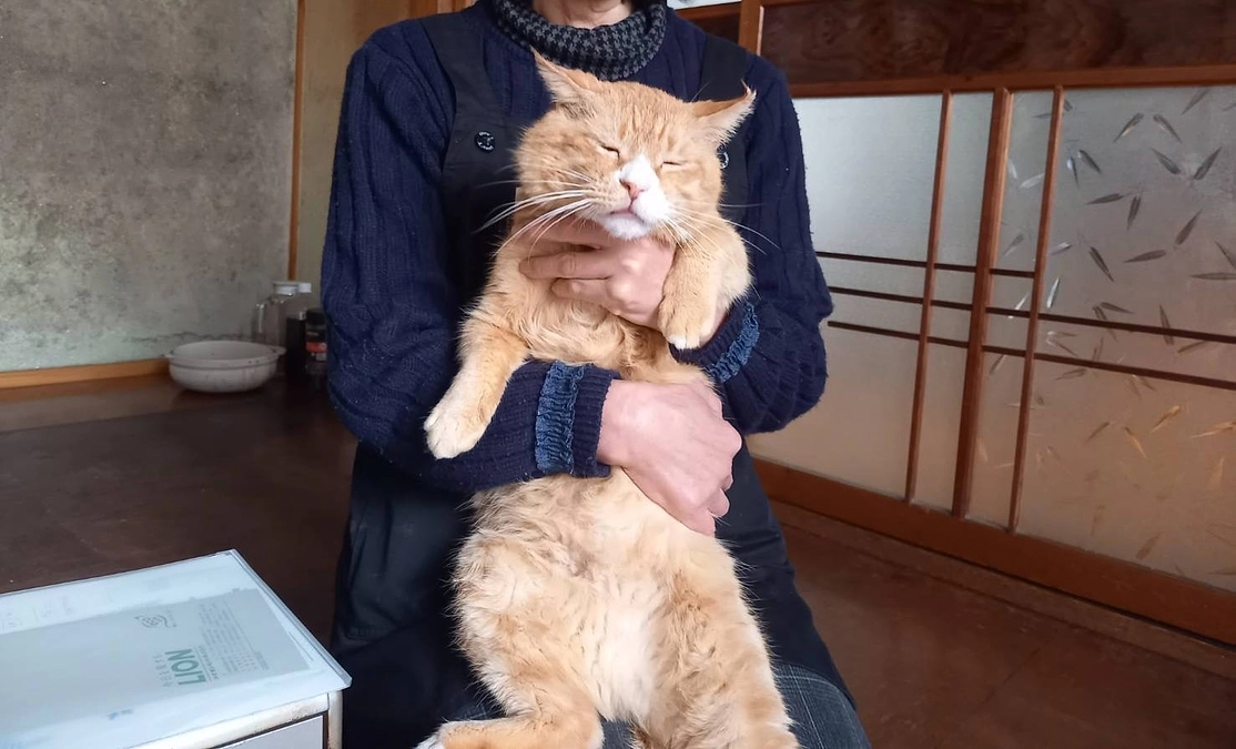 のら吉の出会い