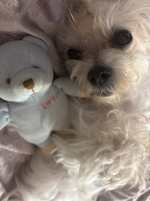 残り53日‼️本日のマリの様子と、ご支援への御礼