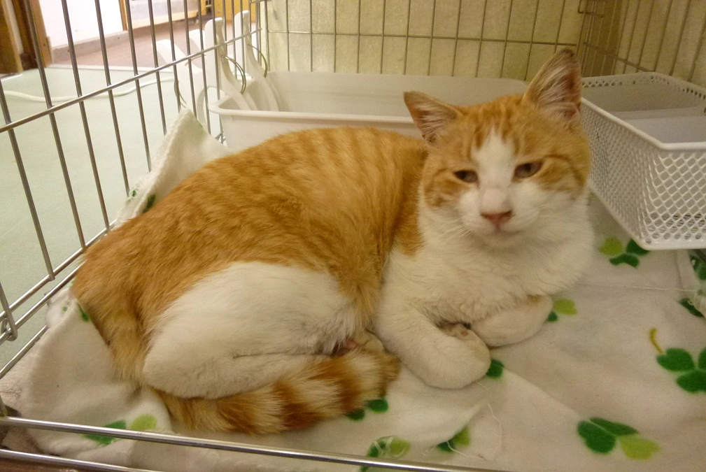 ぎょきょうちゃんのこと