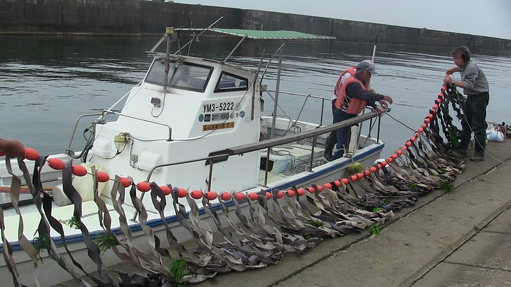 シートベルトで藻場を増殖 ！リサイクルしながら海の命を守る。