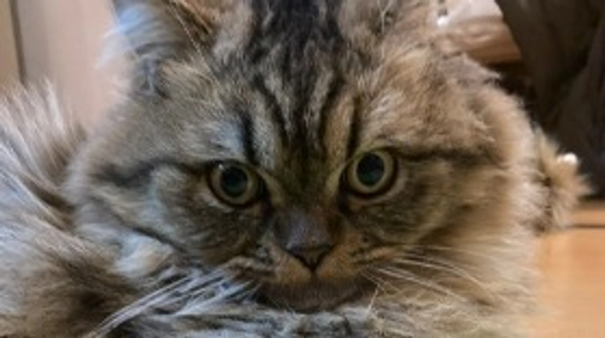 あずきの投薬後