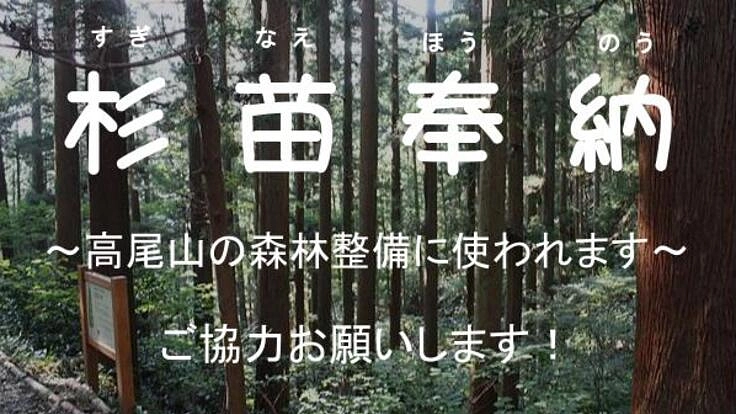 高尾山の杉並木